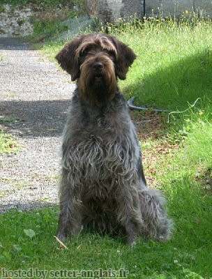 Griffon Korthals TCHITA DU RUISSEAU DE ROSSIGNOL Griffon Korthals TCHITA DU RUISSEAU DE ROSSIGNOL